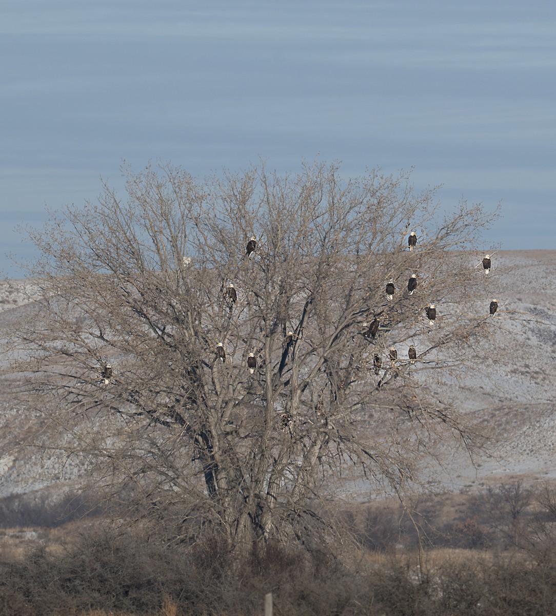 Bald Eagle - ML646901774