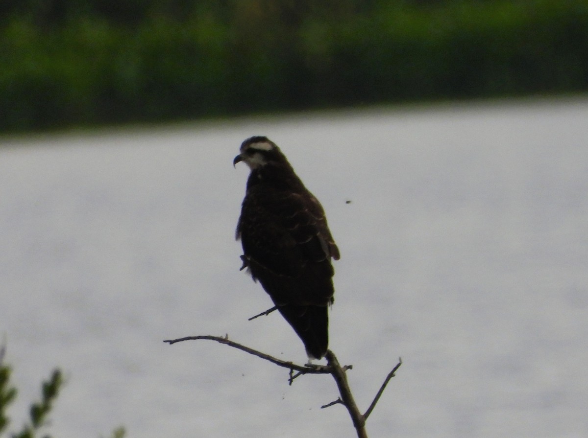 Snail Kite - ML646901778