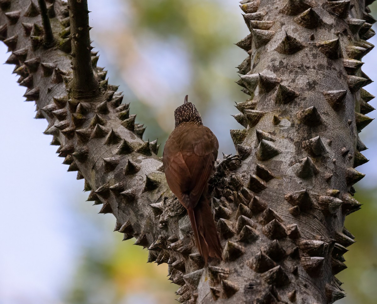 Streak-headed Woodcreeper - ML646901781