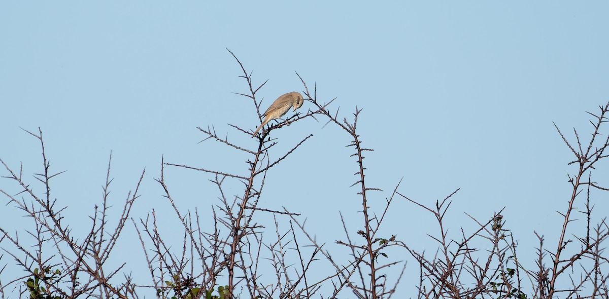 Antzandobi isabeldarra - ML646901782