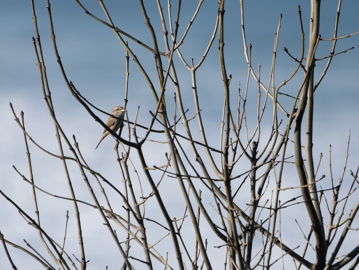 Antzandobi isabeldarra - ML646901783