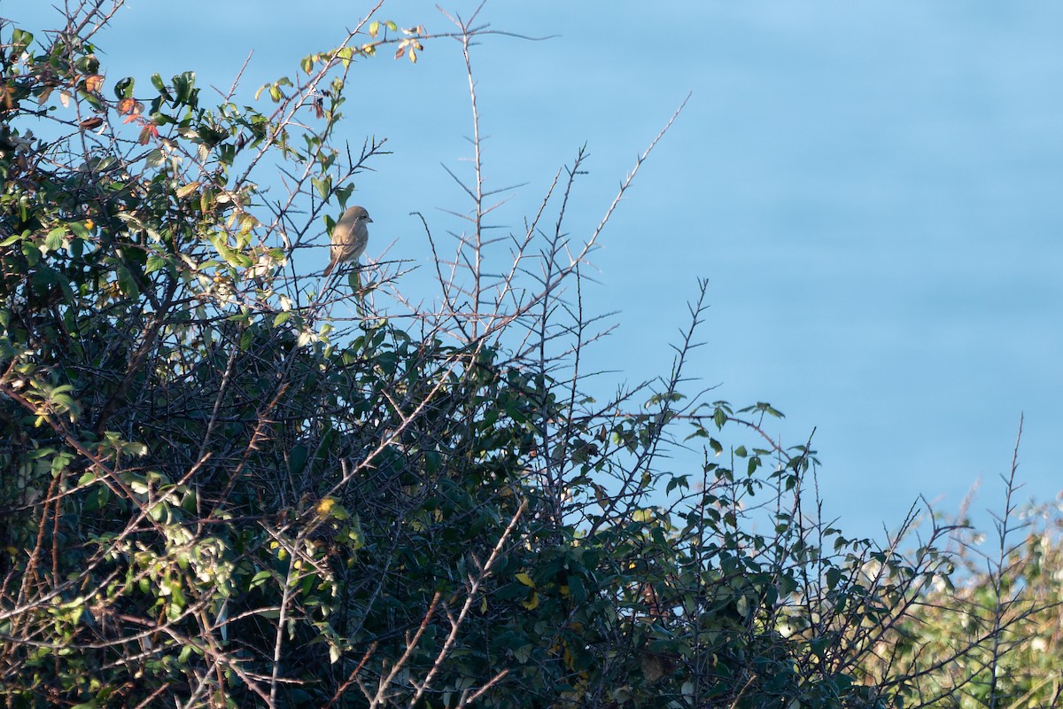 Antzandobi isabeldarra - ML646901786