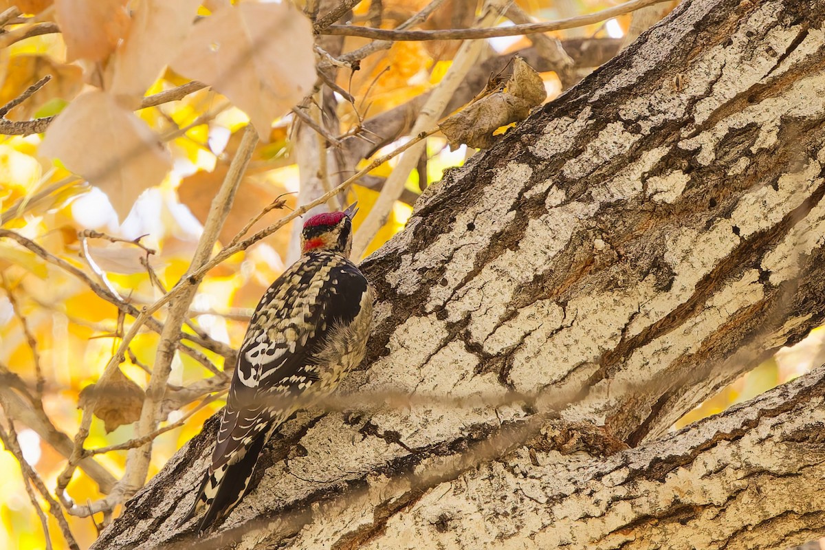 Red-naped Sapsucker - ML646901787