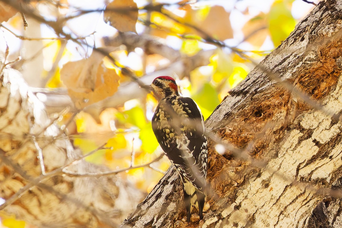 Red-naped Sapsucker - ML646901788