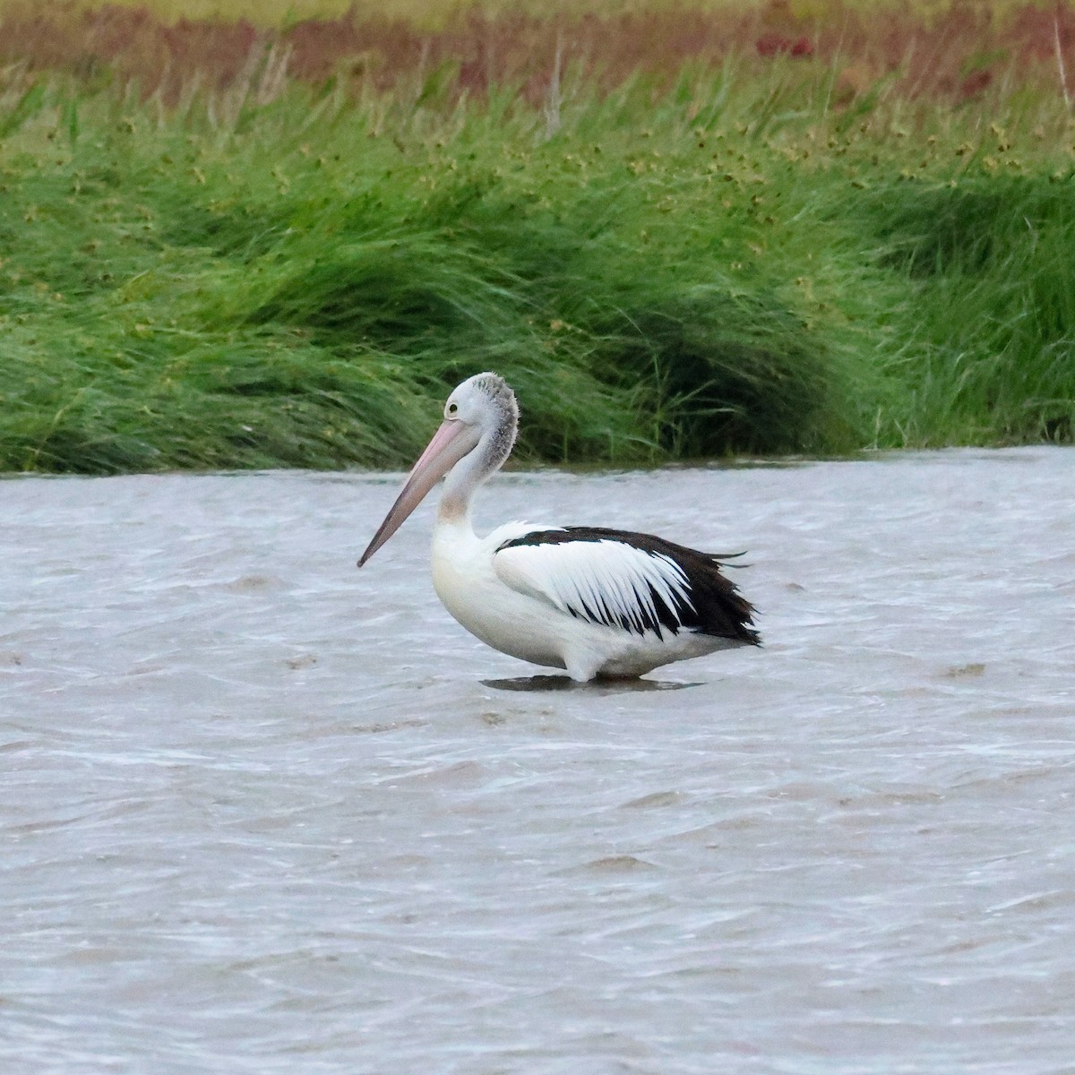 Australian Pelican - ML646901789
