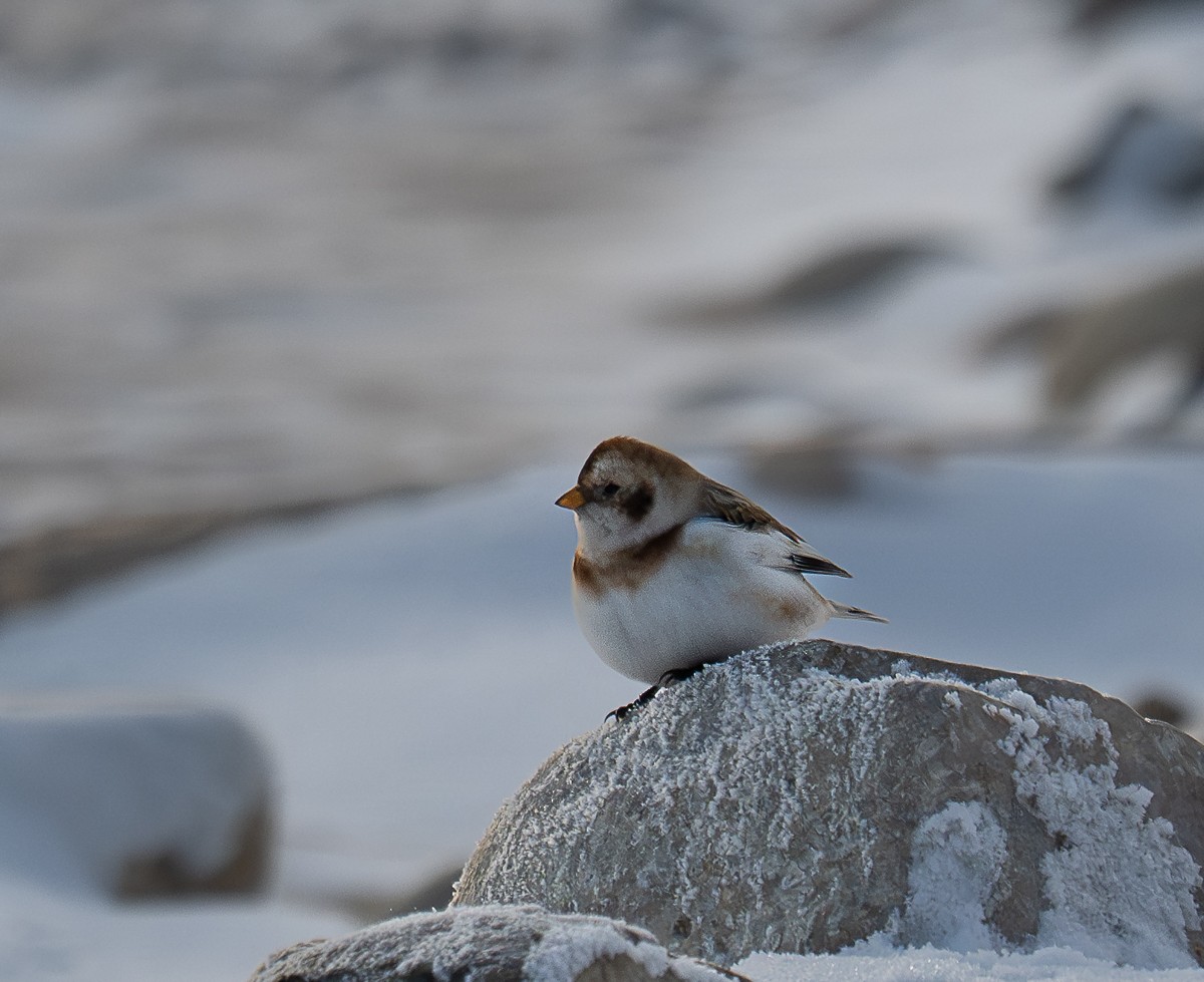 Snow Bunting - ML646901790