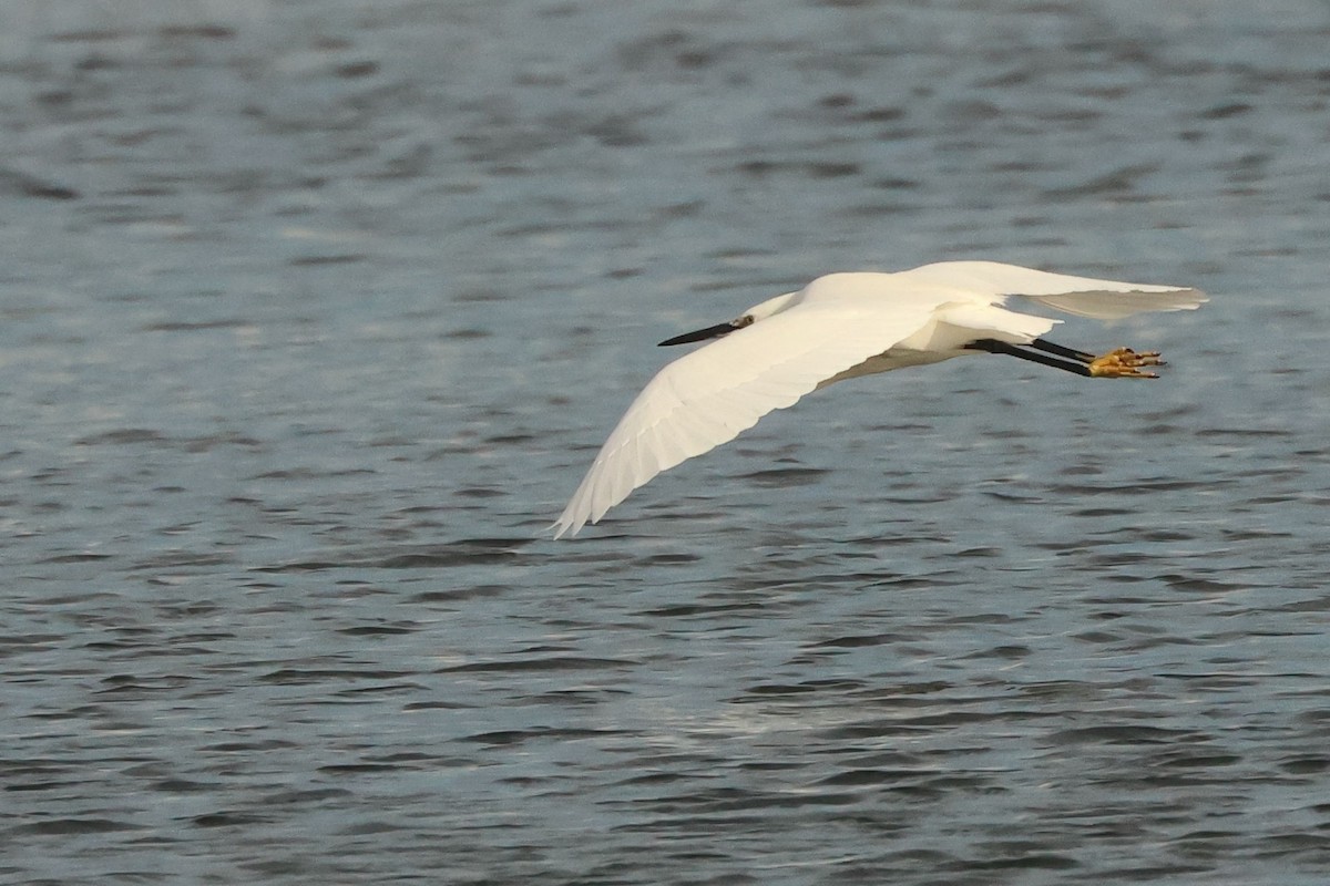 Küçük Ak Balıkçıl - ML646901799