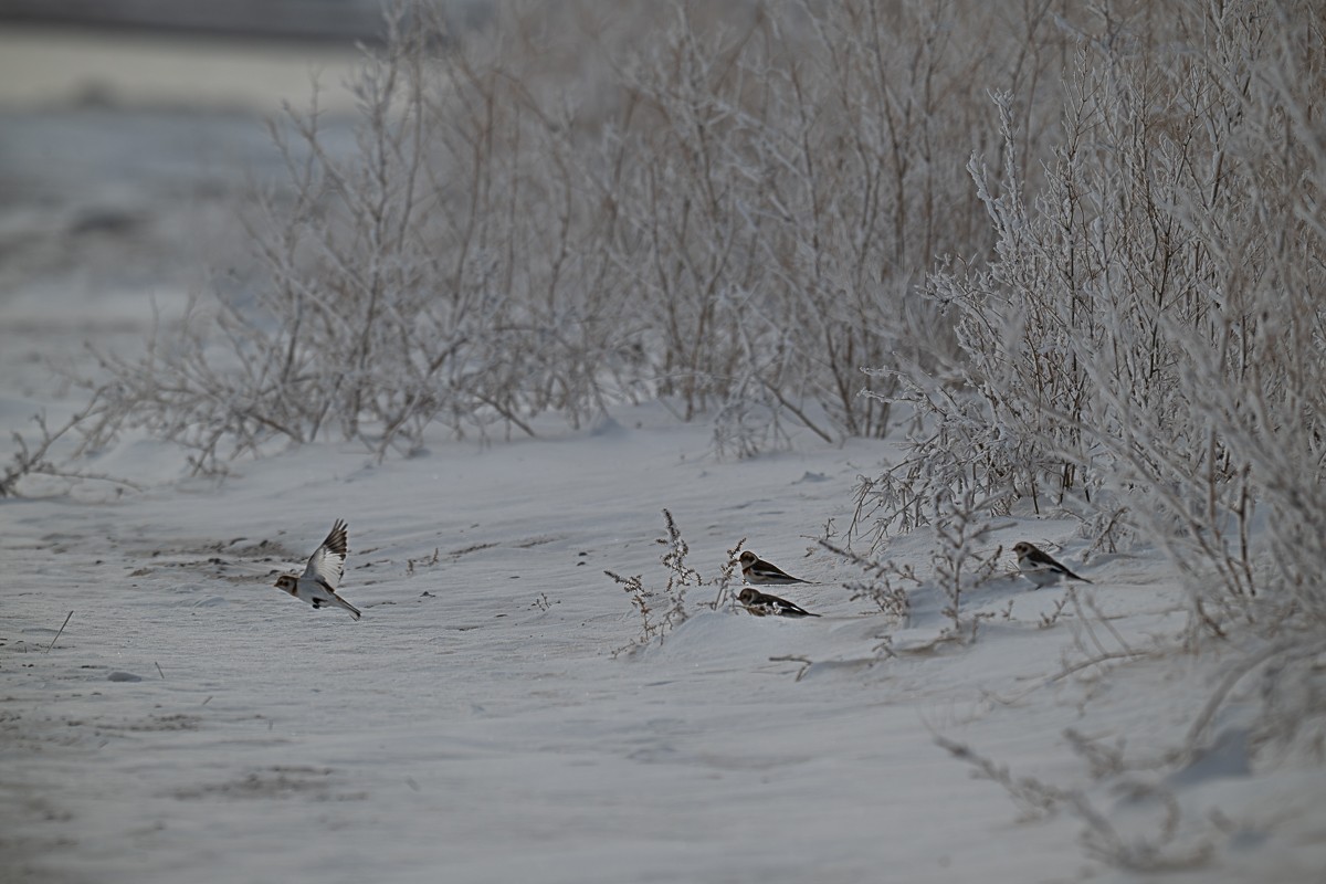 Snow Bunting - ML646901803