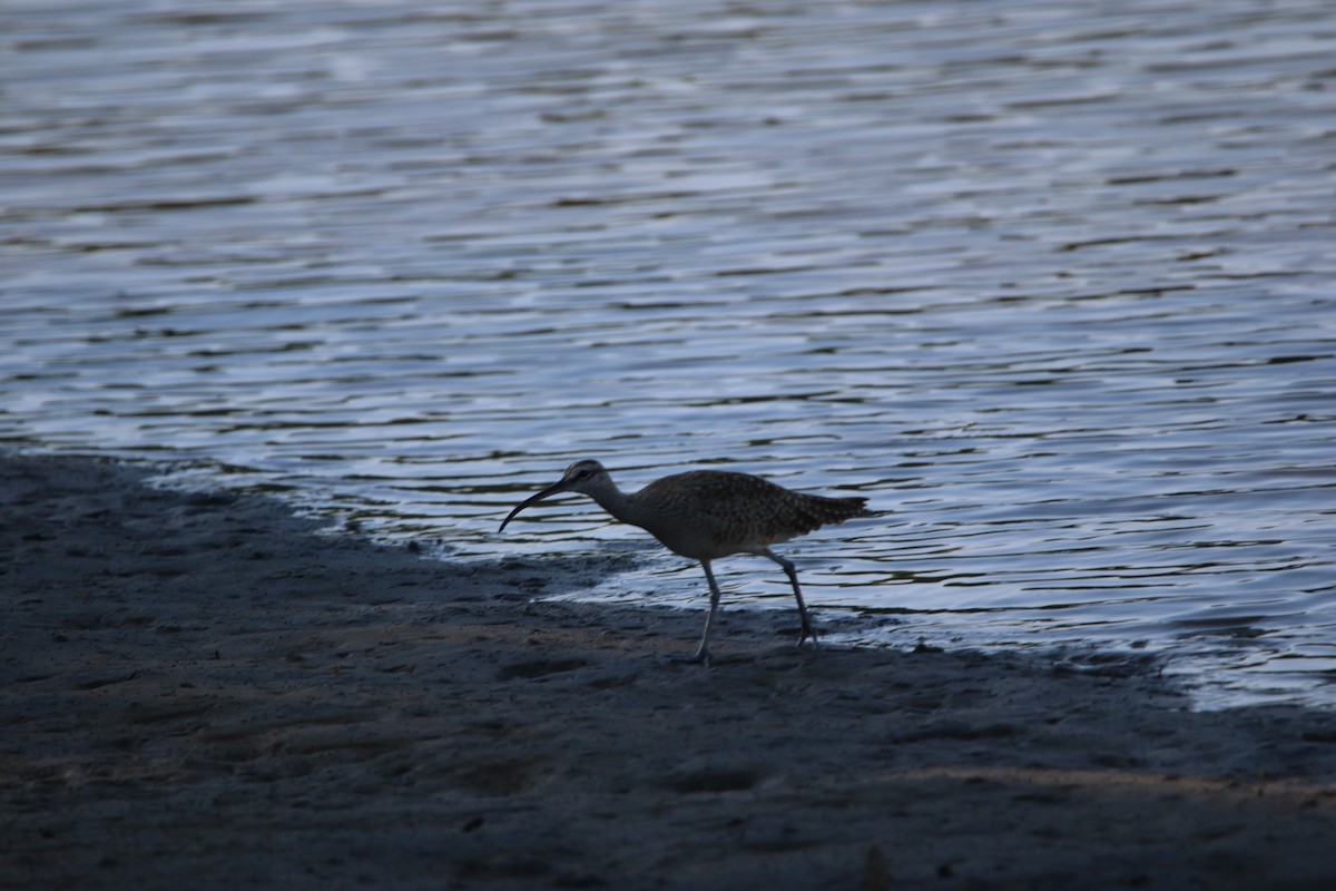 アメリカチュウシャクシギ - ML646901804