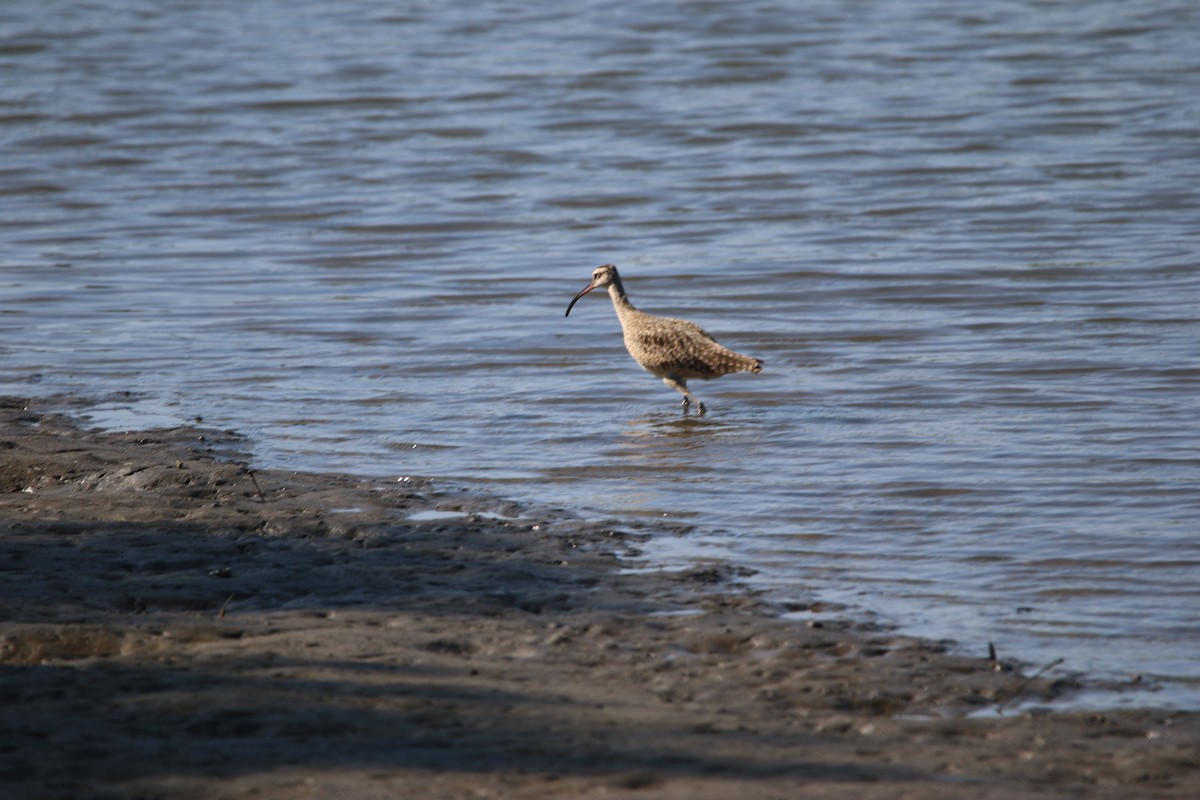アメリカチュウシャクシギ - ML646901805