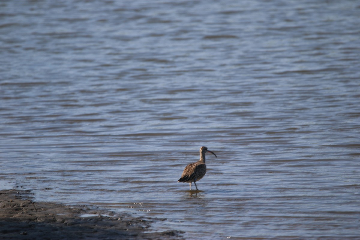 アメリカチュウシャクシギ - ML646901806