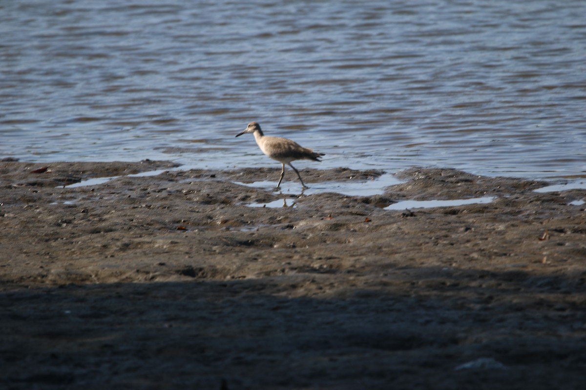 ハジロオオシギ - ML646901807