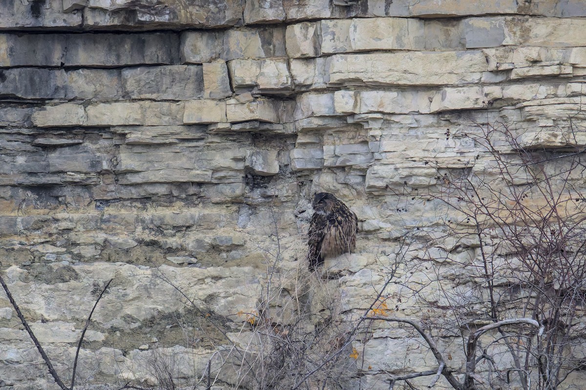 אוח עיטי - ML646901811