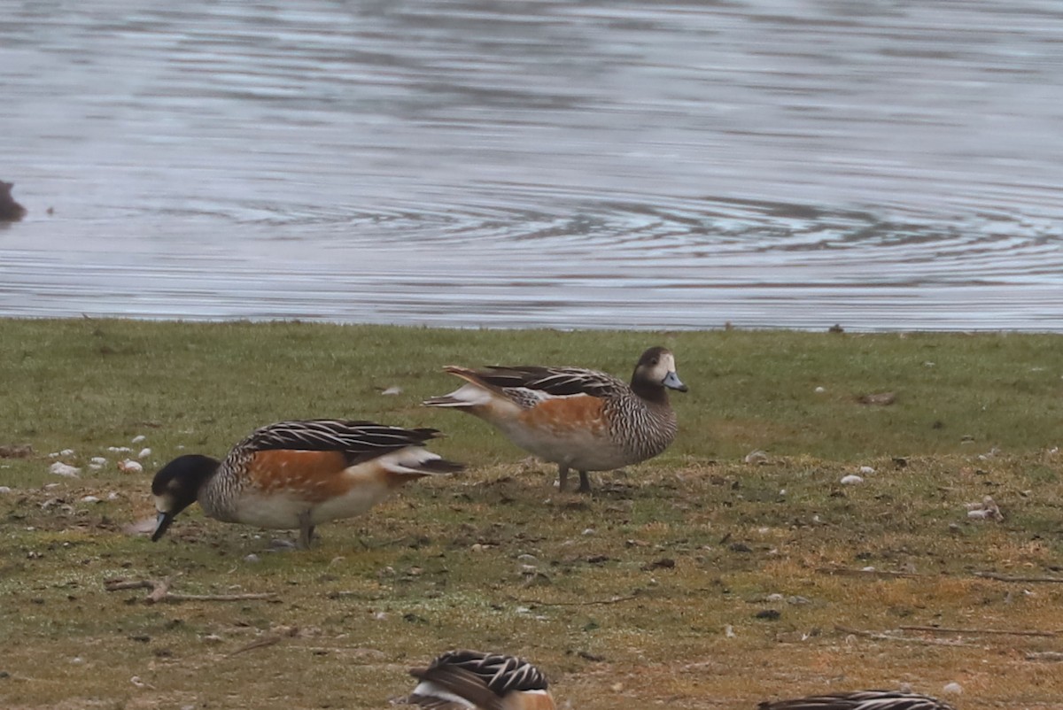 Fischione del Cile - ML646901812