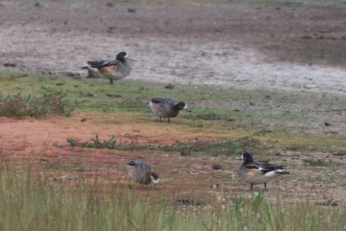 Fischione del Cile - ML646901813