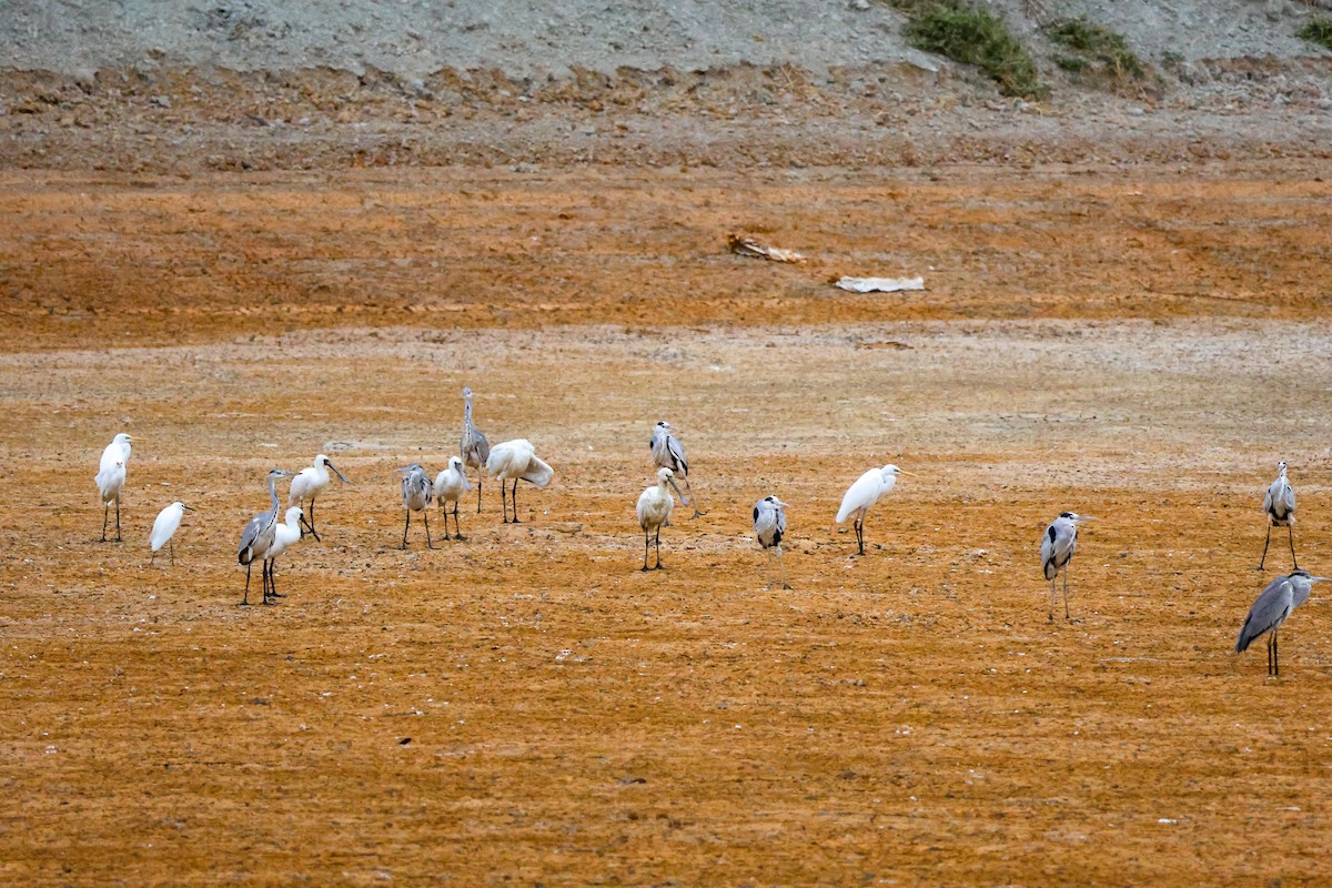 黑面琵鷺 - ML646901815
