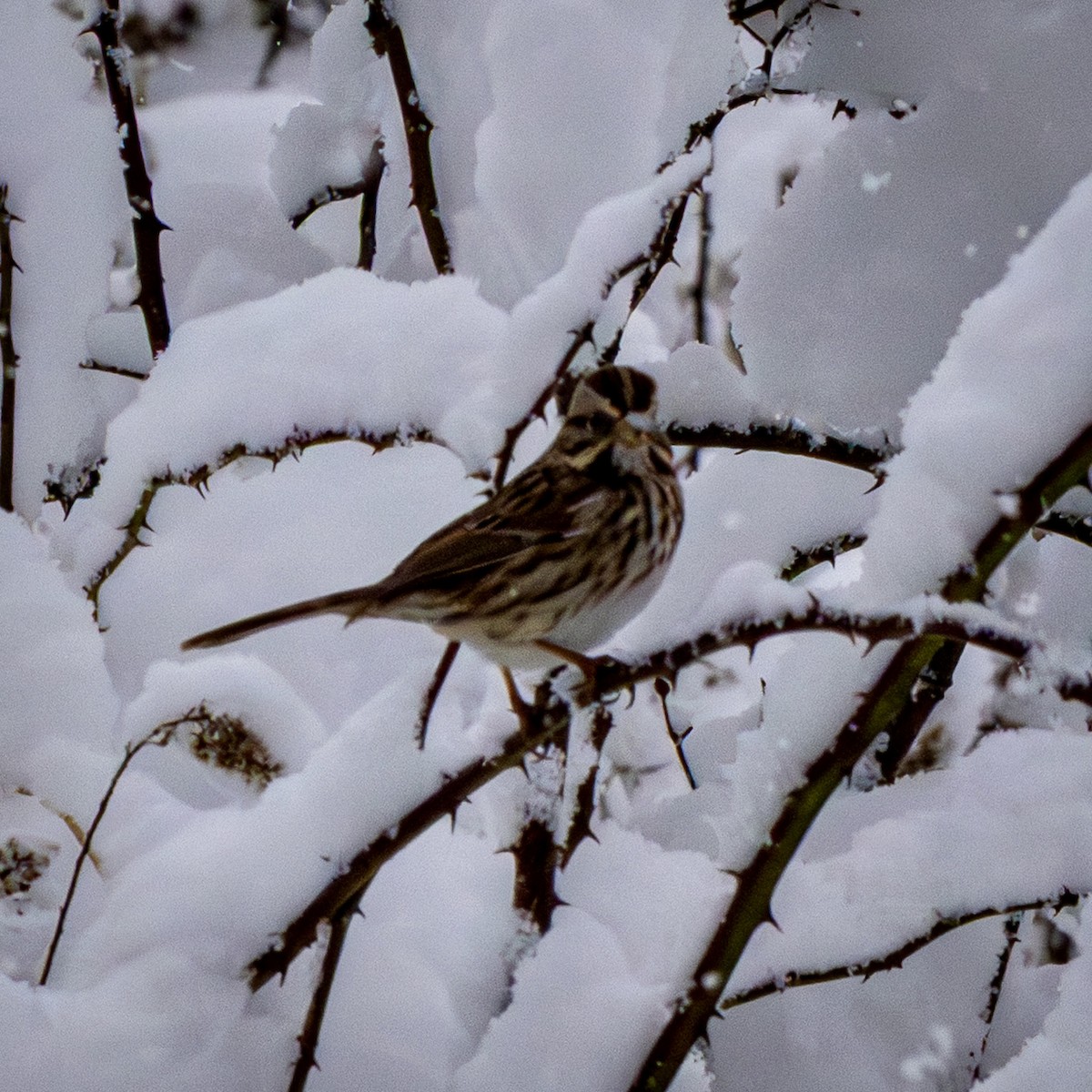 Song Sparrow - ML646901817