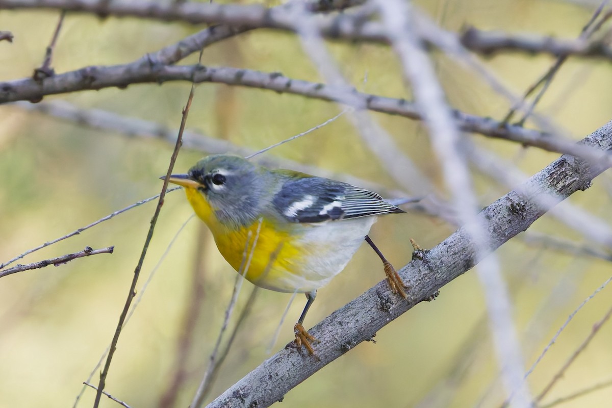 Очковая древесница - ML646901818