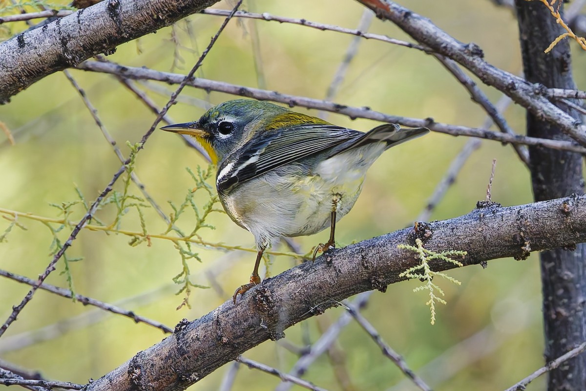 Очковая древесница - ML646901819