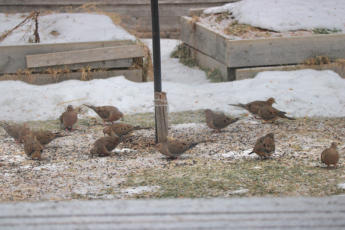 Mourning Dove - ML646901821