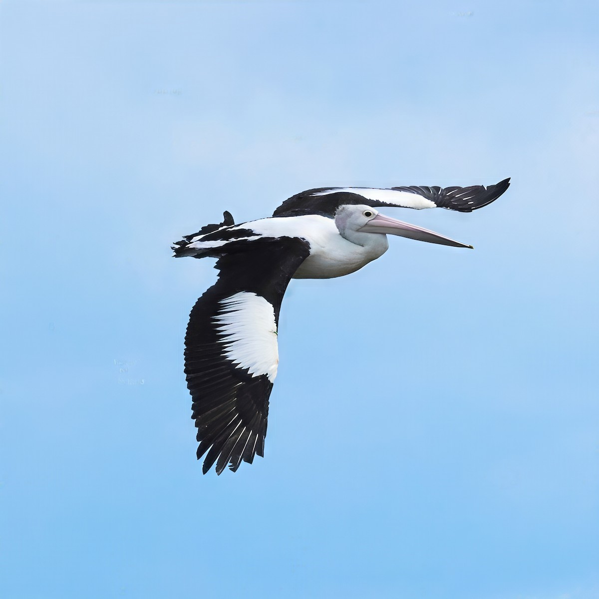 Australian Pelican - ML646901832