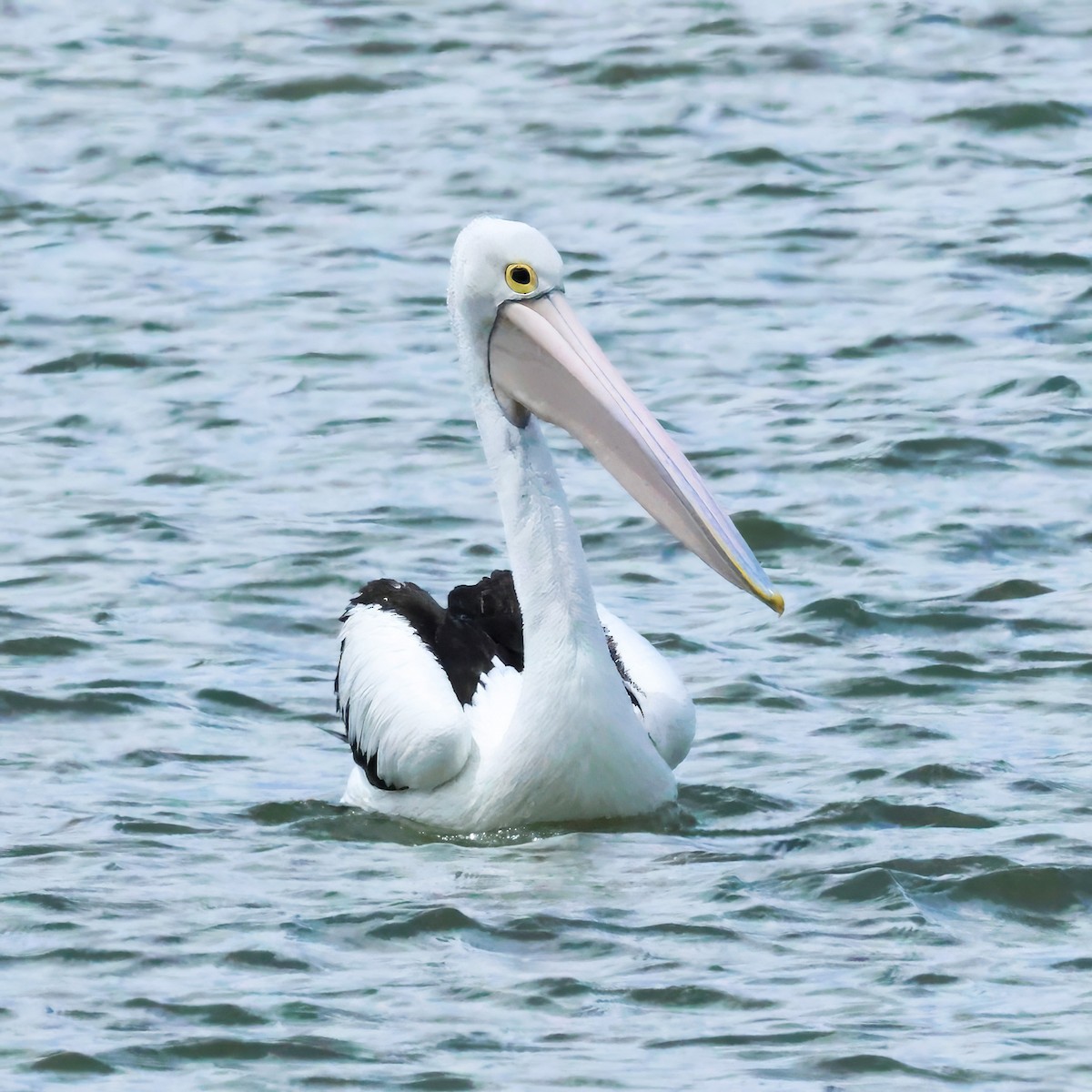 Australian Pelican - ML646901833