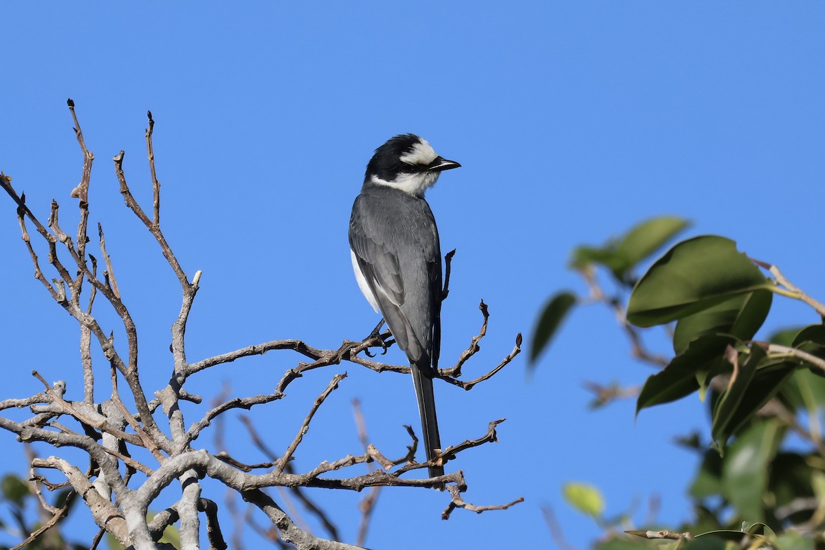 Minivet Ceniciento - ML646901840