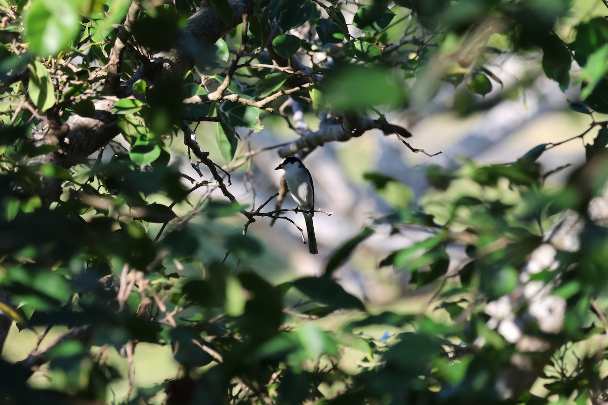 Minivet Ceniciento - ML646901841