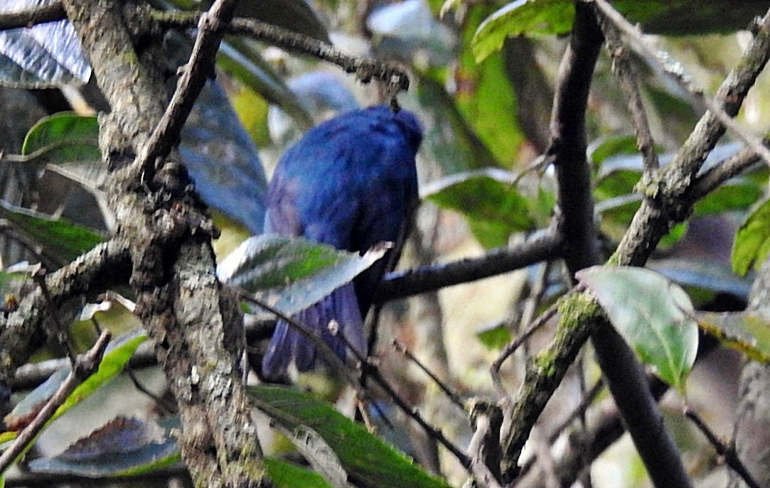 シロハラヒメアオヒタキ - ML646901842