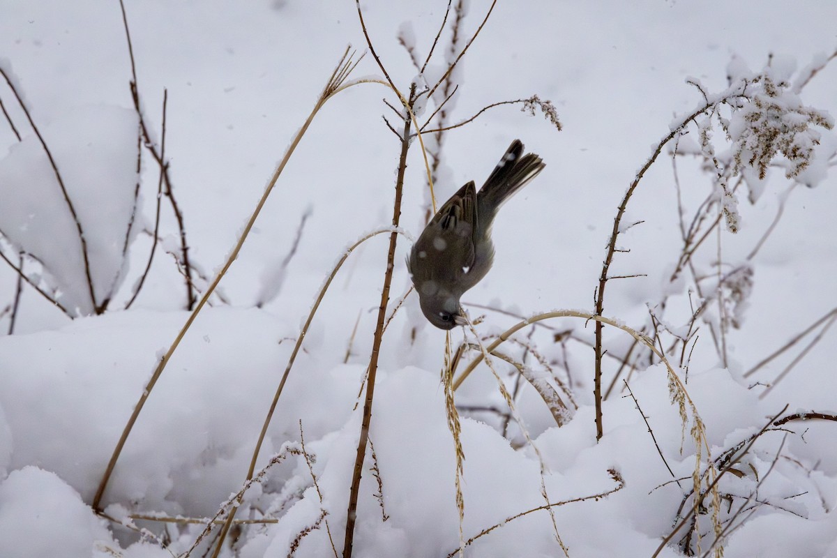 Dark-eyed Junco - ML646901845