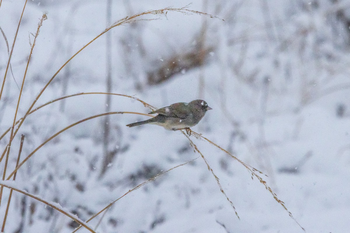 Dark-eyed Junco - ML646901846