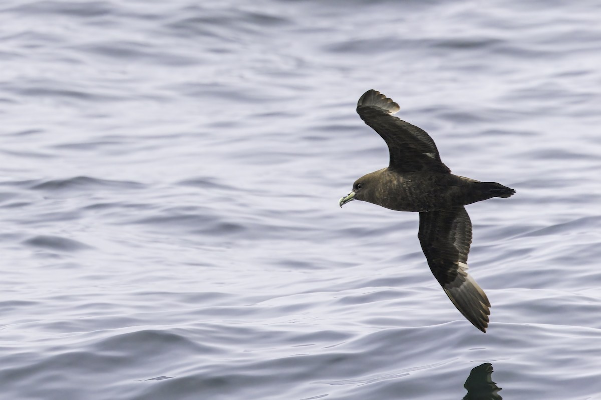 Pardela Gorjiblanca - ML646901849