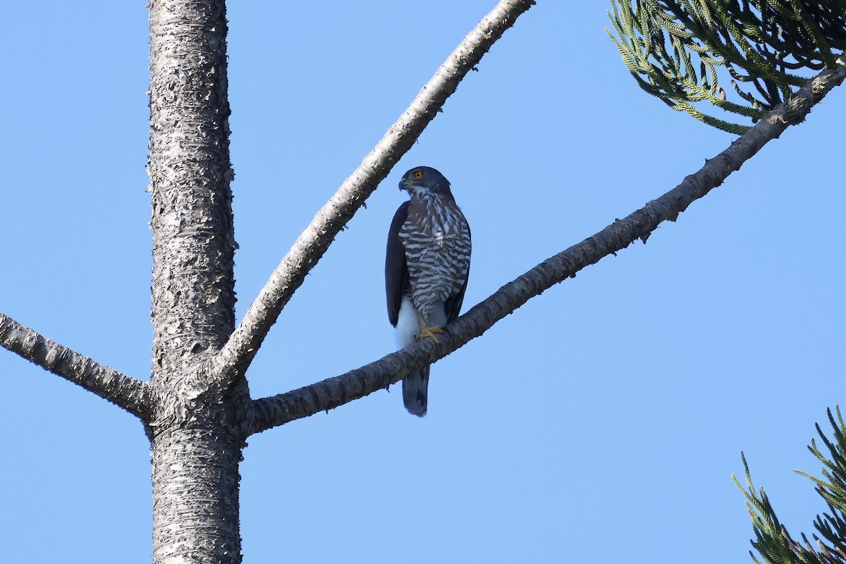 Azor Moñudo - ML646901853