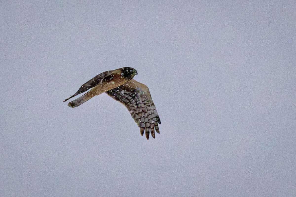 Northern Harrier - ML646901859