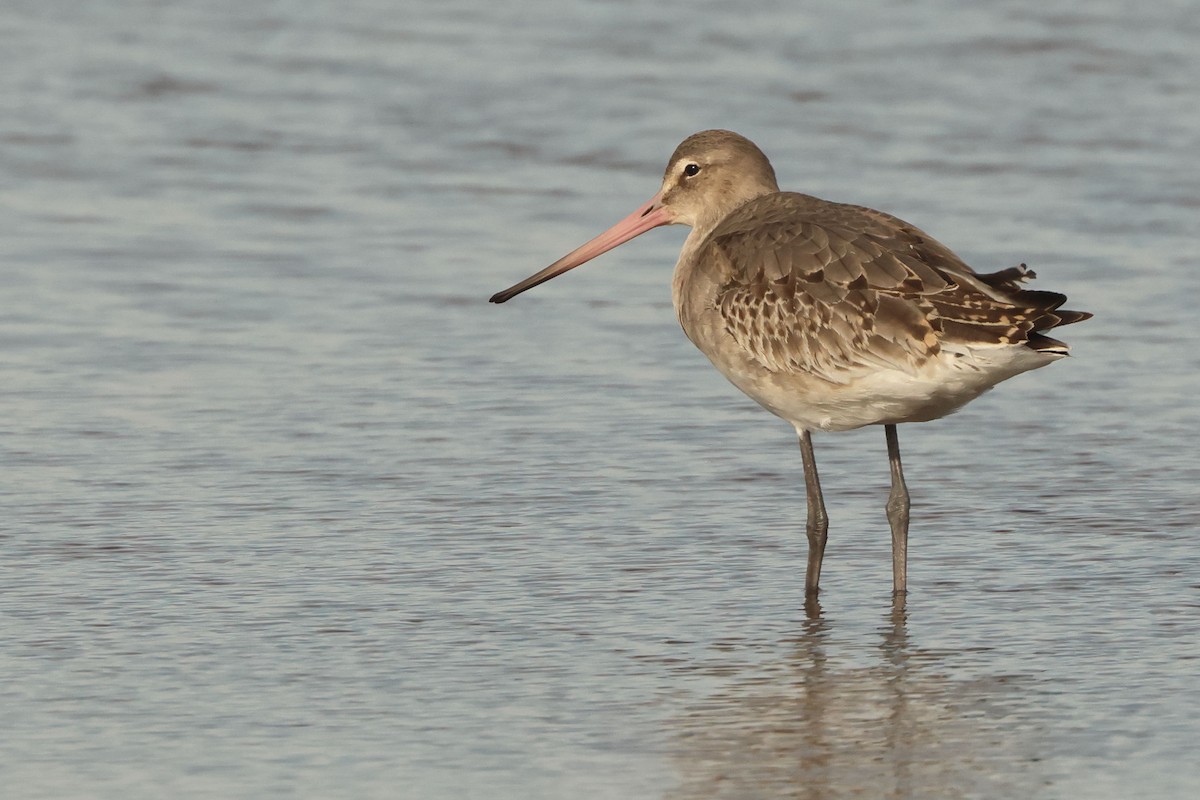 Çamurçulluğu - ML646901863