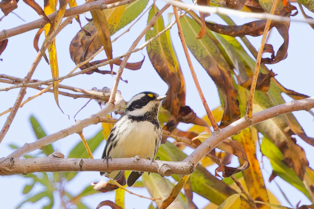 Black-throated Gray Warbler - ML646901864