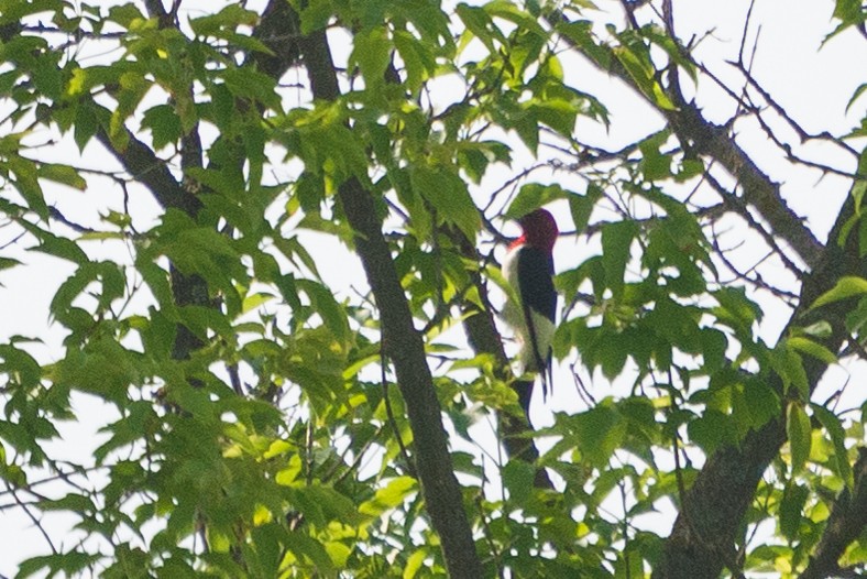 rødhodespett - ML646901866