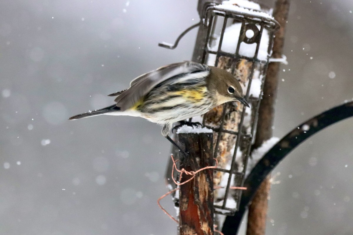Yellow-rumped Warbler - ML646901867