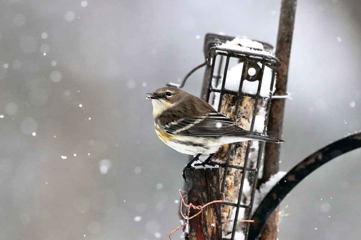 Yellow-rumped Warbler - ML646901868