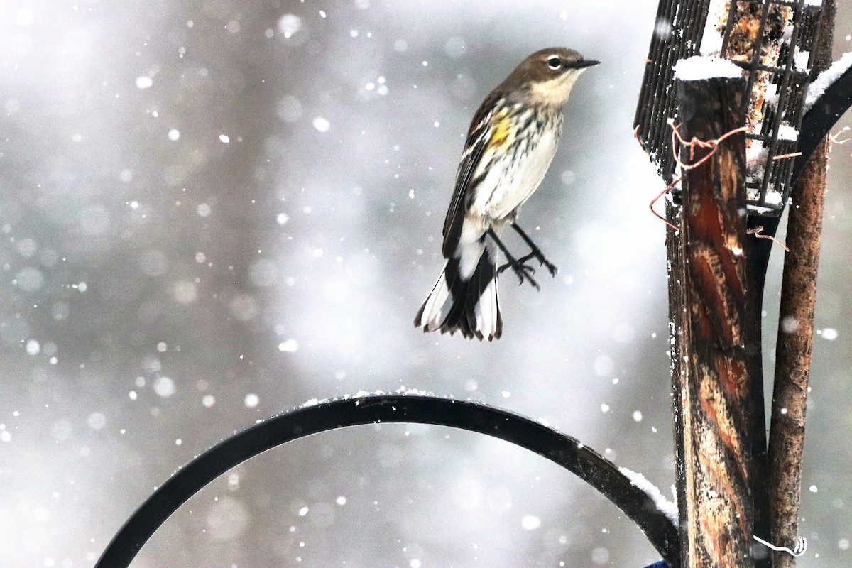 Yellow-rumped Warbler - ML646901869