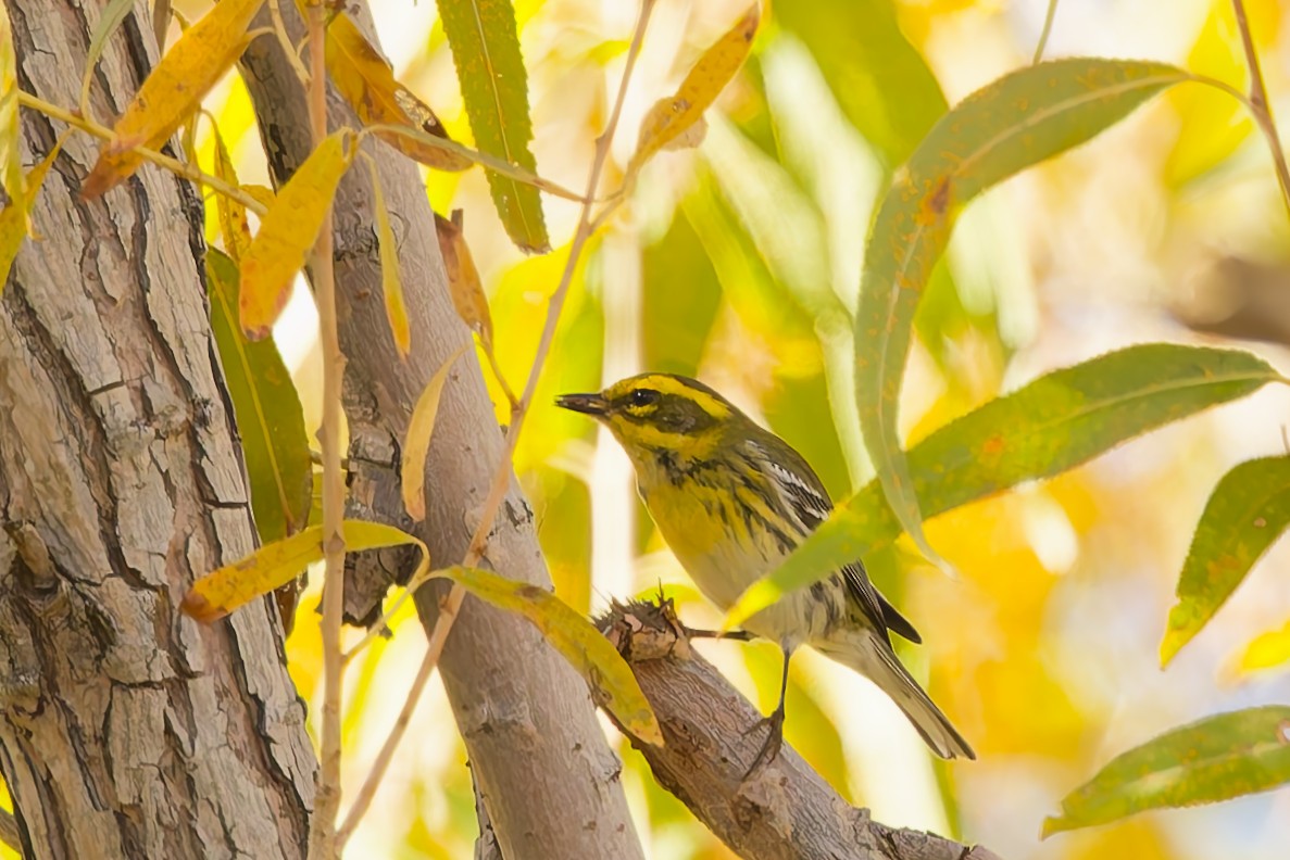 Желтобровая древесница - ML646901884