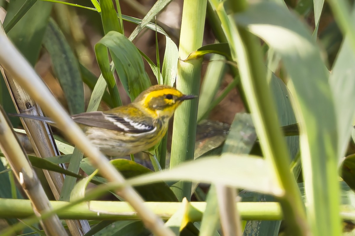 Желтобровая древесница - ML646901885