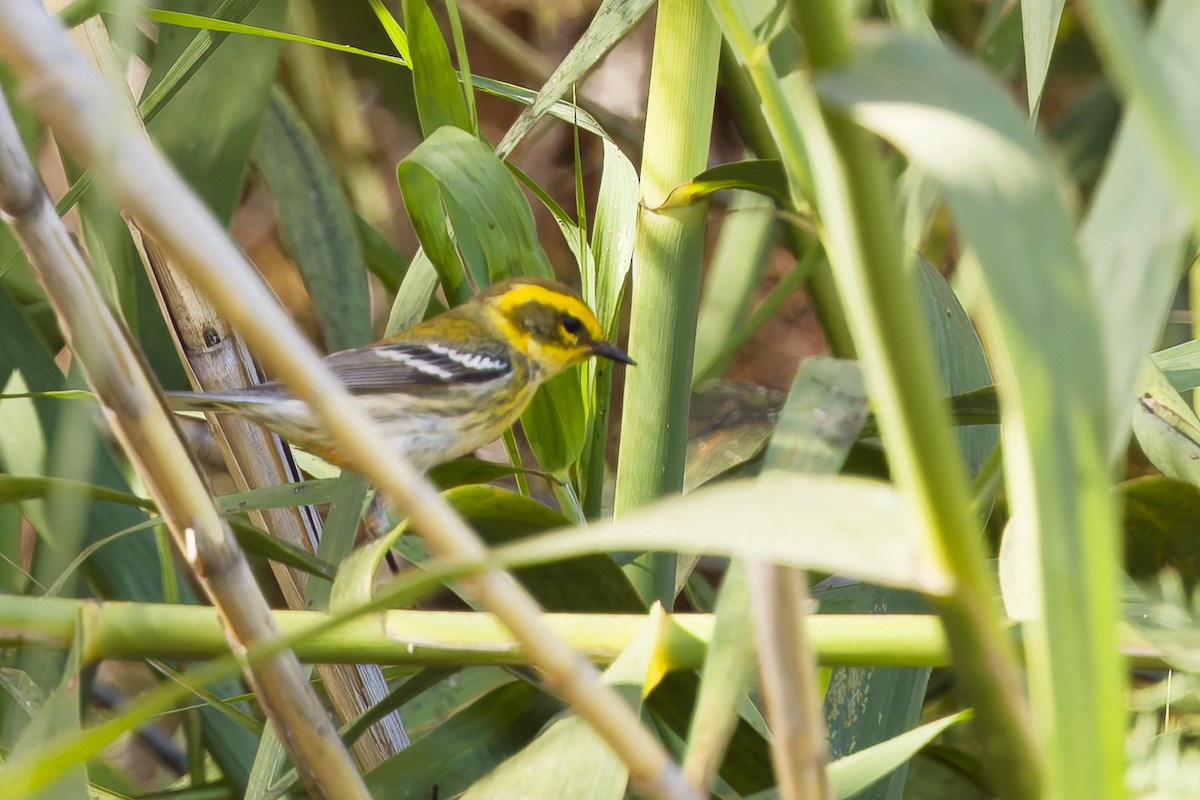 Желтобровая древесница - ML646901886