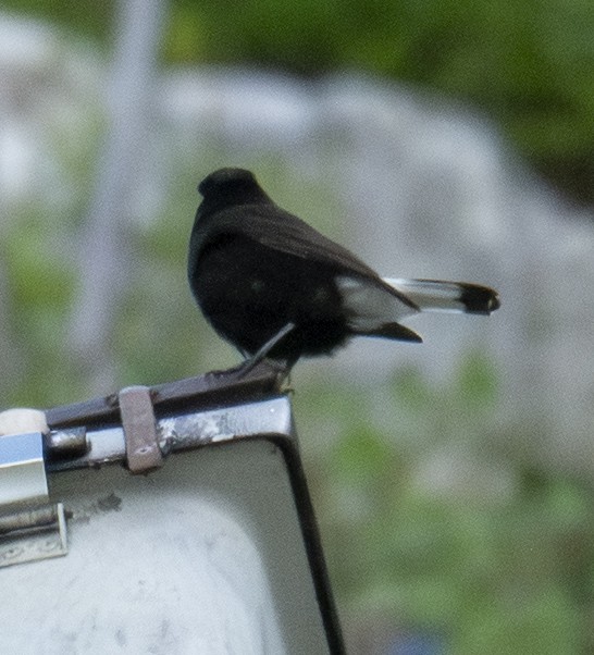 Buztanzuri beltza - ML646901887