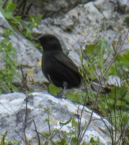 Buztanzuri beltza - ML646901891