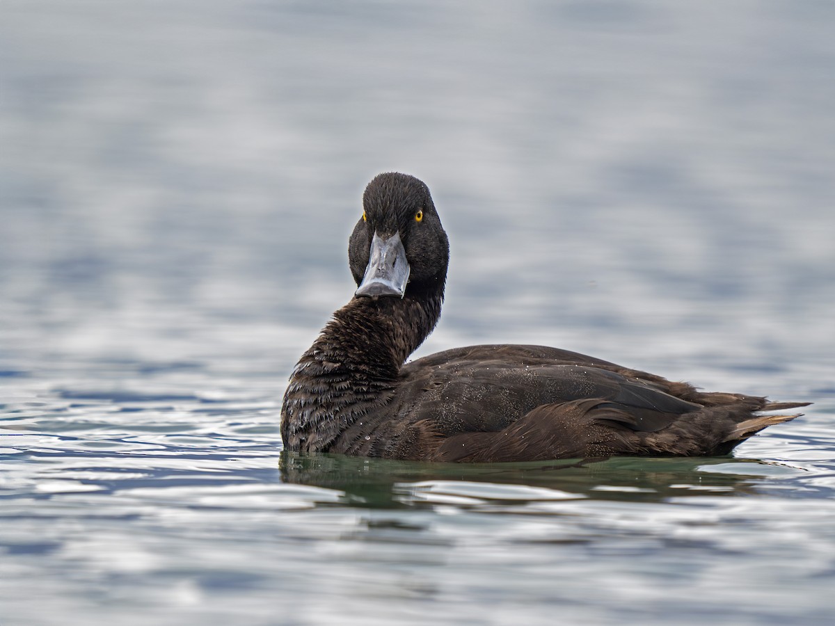Yeni Zelanda Patkası - ML646901892