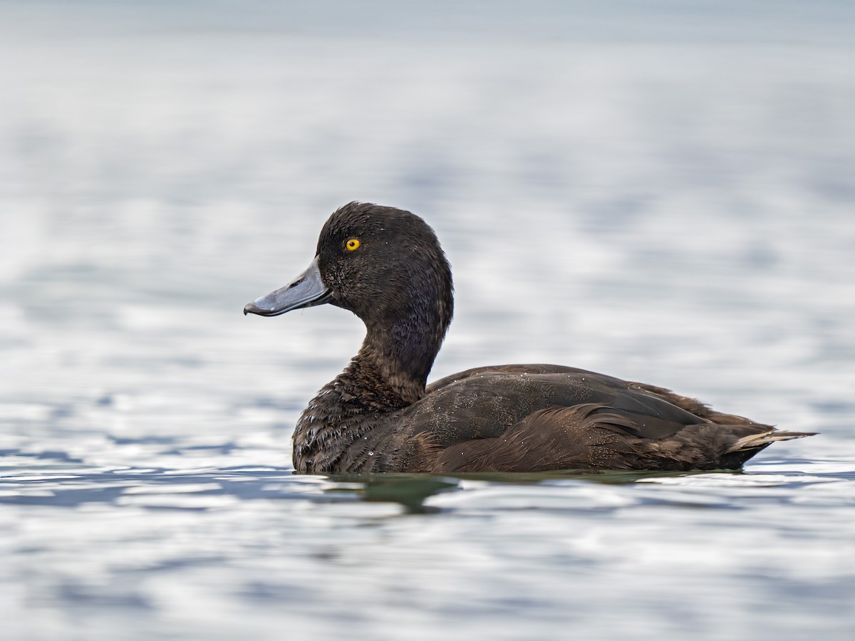 Yeni Zelanda Patkası - ML646901893