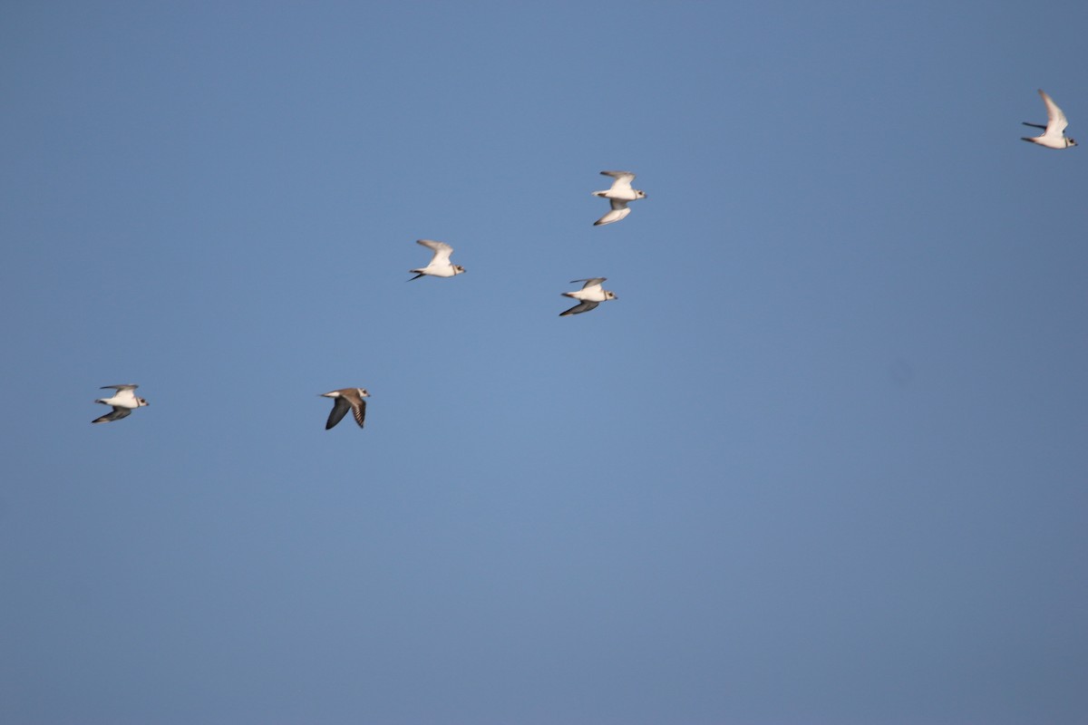 ミズカキチドリ - ML646901894