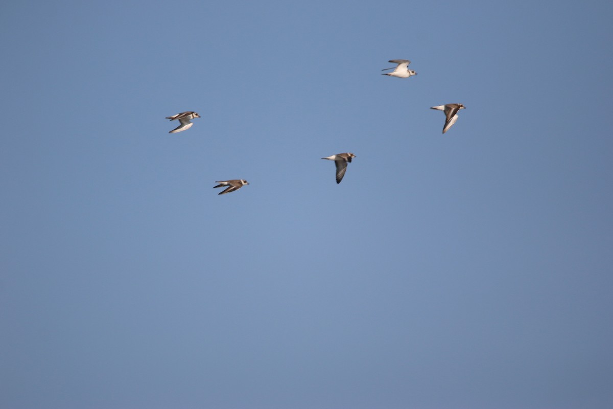 ミズカキチドリ - ML646901895