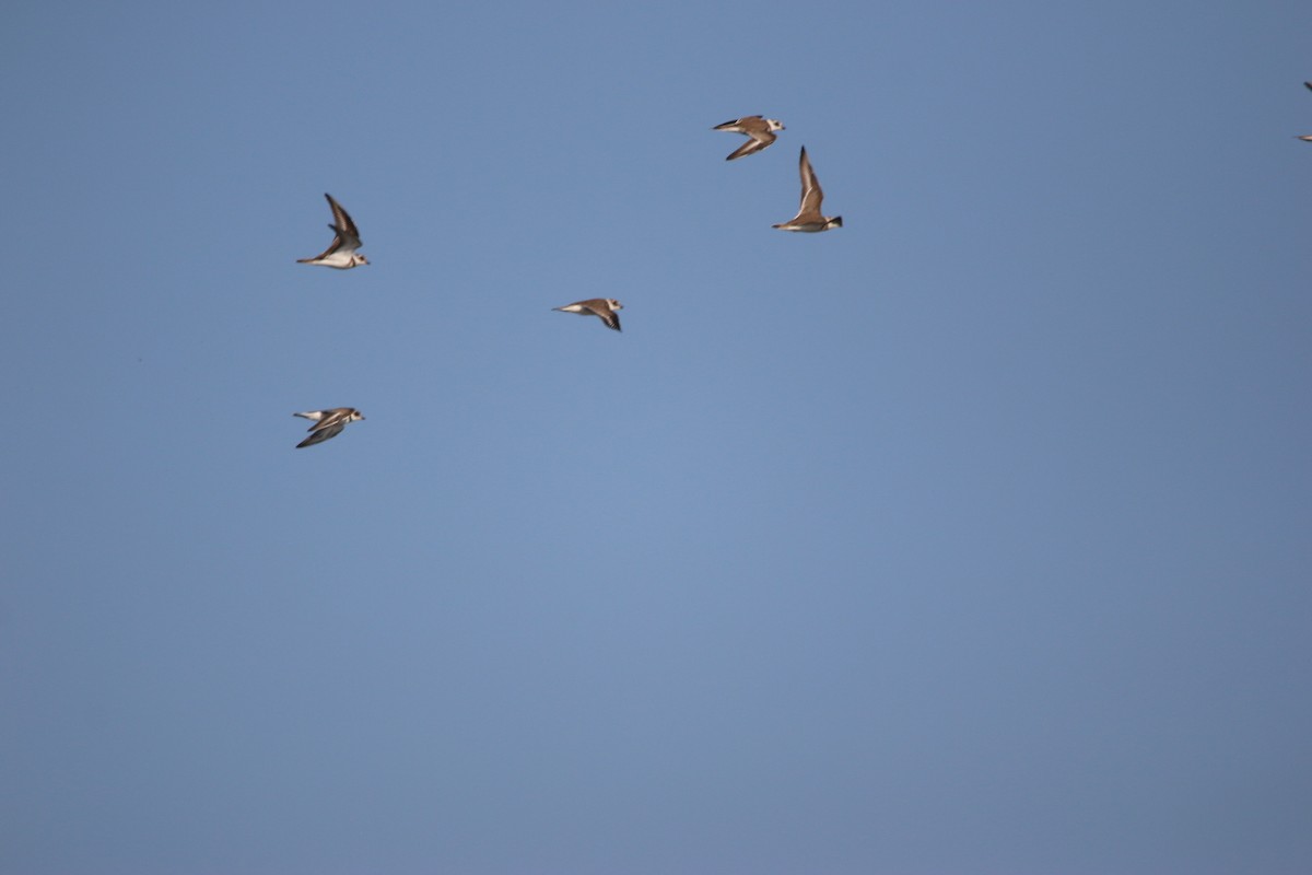 ミズカキチドリ - ML646901896